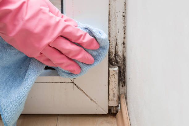 Mold Odor Removal Services in Cleveland, OK